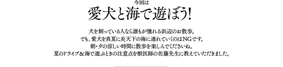 愛犬と海で遊ぼう!