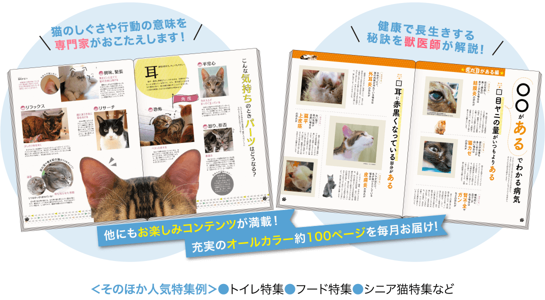 ねこのきもち 猫の健康 育て方をわかりやすく解説する雑誌 いぬのきもちweb ねこのきもちweb