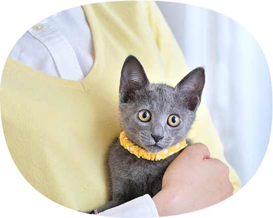 ねこのきもち 猫の健康 育て方をわかりやすく解説する雑誌 いぬのきもちweb ねこのきもちweb