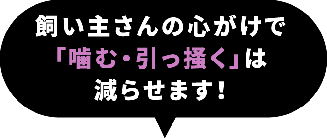 飼い主さんの心がけで「噛む・引っ掻く」は減らせます！