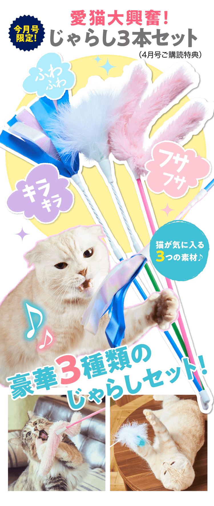 猫のしつけ 飼い方 育て方 猫のしつけなら ねこのきもち いぬのきもちweb ねこのきもちweb