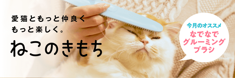 猫のしつけ 飼い方 育て方 猫のしつけなら ねこのきもち いぬのきもちweb ねこのきもちweb