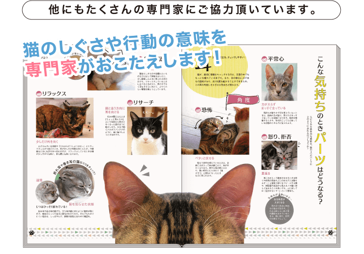 猫のしつけ 飼い方 育て方 猫のしつけなら ねこのきもち いぬのきもちweb ねこのきもちweb