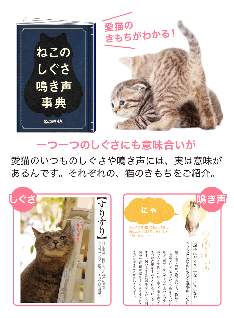 猫のしつけ 飼い方 育て方 猫のしつけなら ねこのきもち いぬのきもちweb ねこのきもちweb