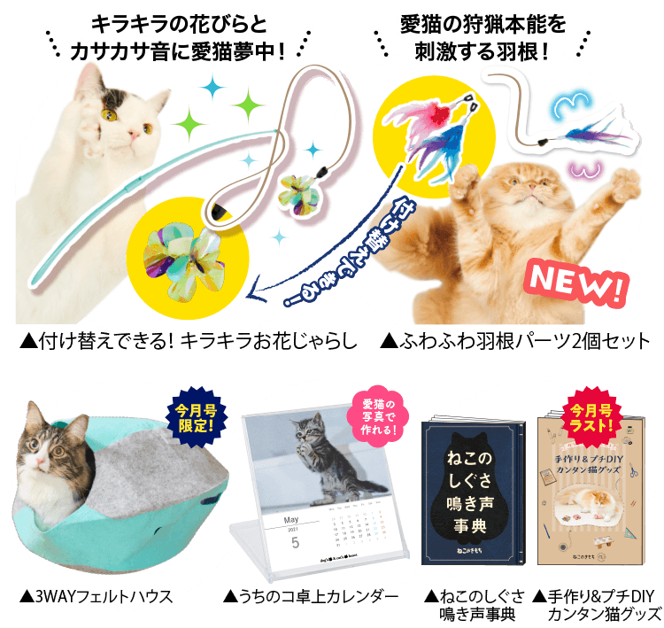 猫のしつけ・飼い方・育て方−猫のしつけなら『ねこのきもち』  いぬ 