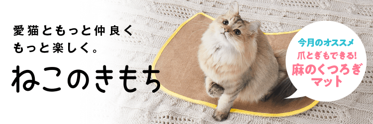 猫のしつけ 飼い方 育て方 猫のしつけなら ねこのきもち いぬのきもちweb ねこのきもちweb