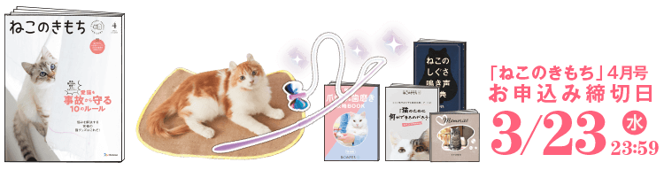 猫のしつけ 飼い方 育て方 猫のしつけなら ねこのきもち いぬのきもちweb ねこのきもちweb