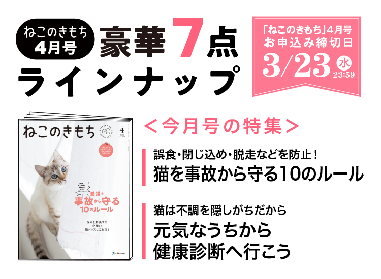猫のしつけ 飼い方 育て方 猫のしつけなら ねこのきもち いぬのきもちweb ねこのきもちweb