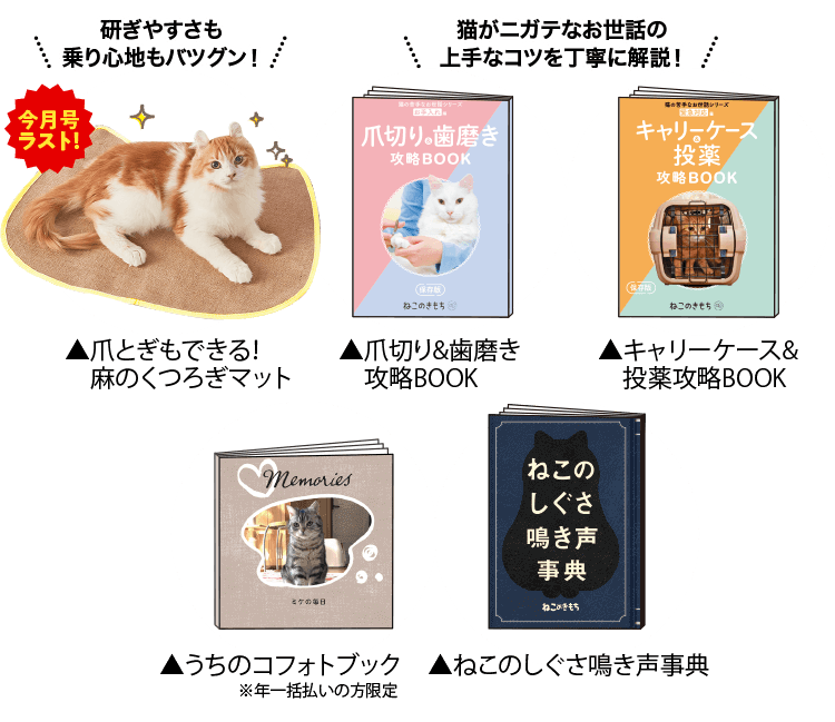 猫のしつけ 飼い方 育て方 猫のしつけなら ねこのきもち いぬのきもちweb ねこのきもちweb