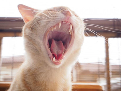 猫が嘔吐する原因とその症状、診断方法について