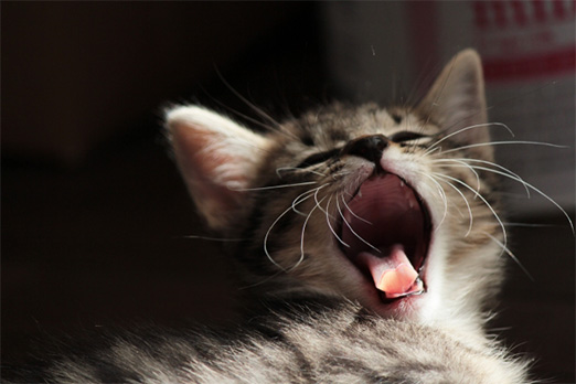 抗ヒスタミン薬