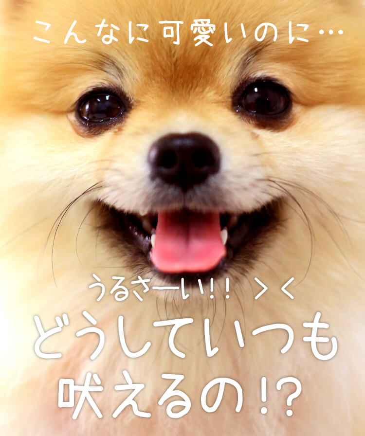 こんなに可愛いのに&hellip;どうしていつも吠えるの！？