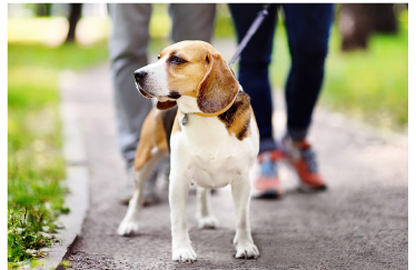 犬しつけ 記事lp いぬのきもちweb ねこのきもちweb