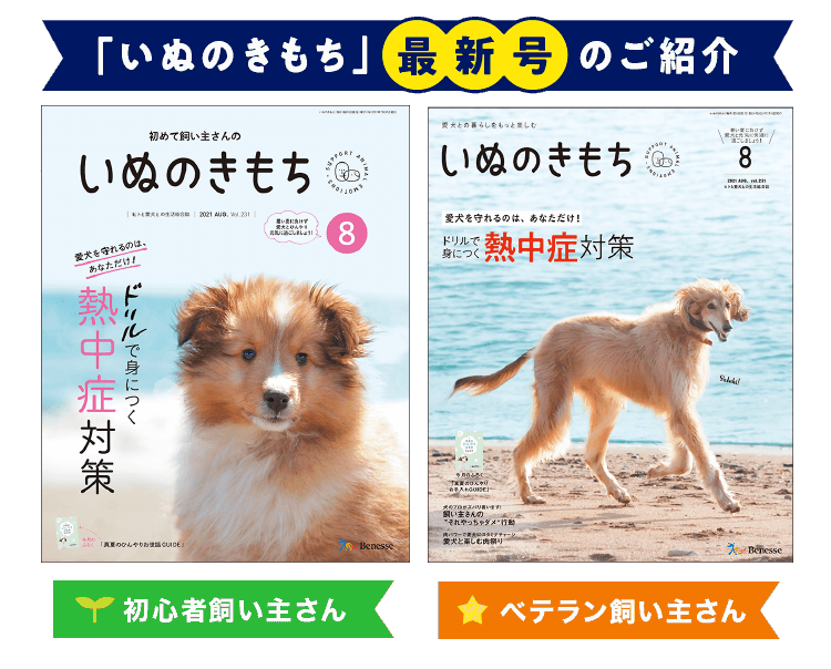雑誌 いぬのきもち 犬のしつけ 飼い方 子犬の育て方なら