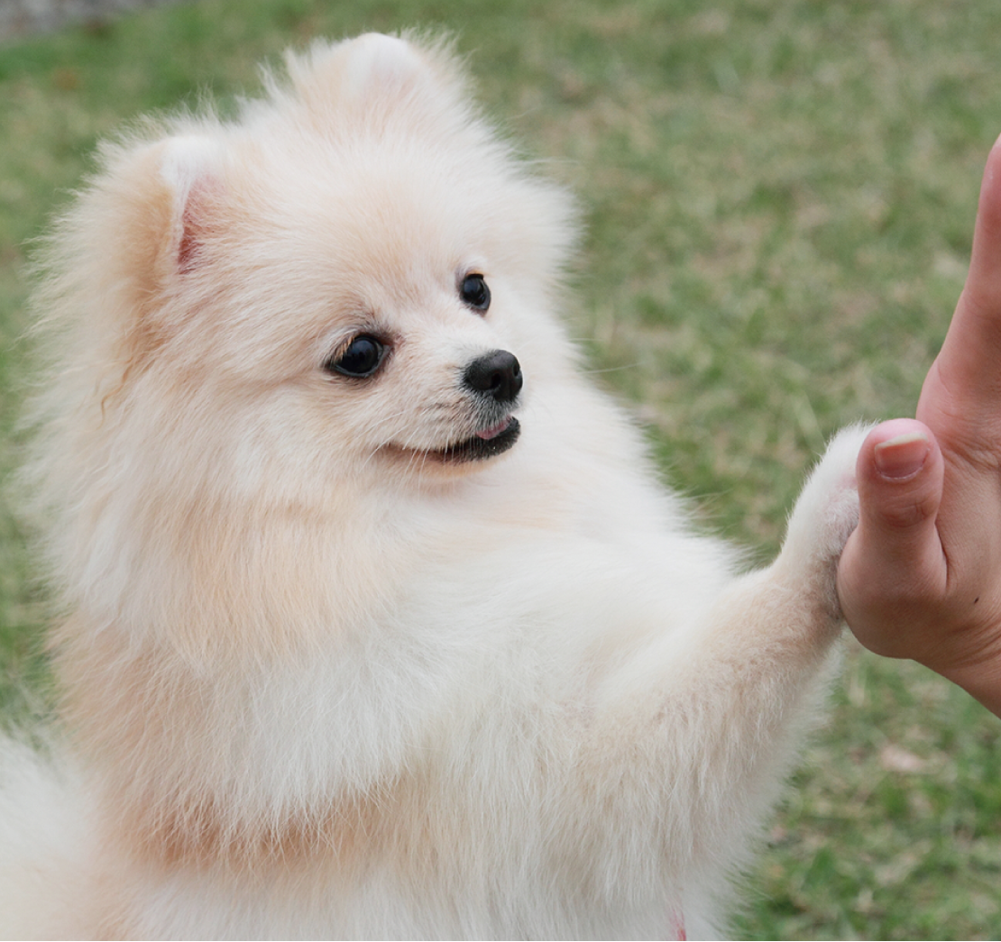 骨折 犬の飼い方 しつけ大事典 ねこのきもち