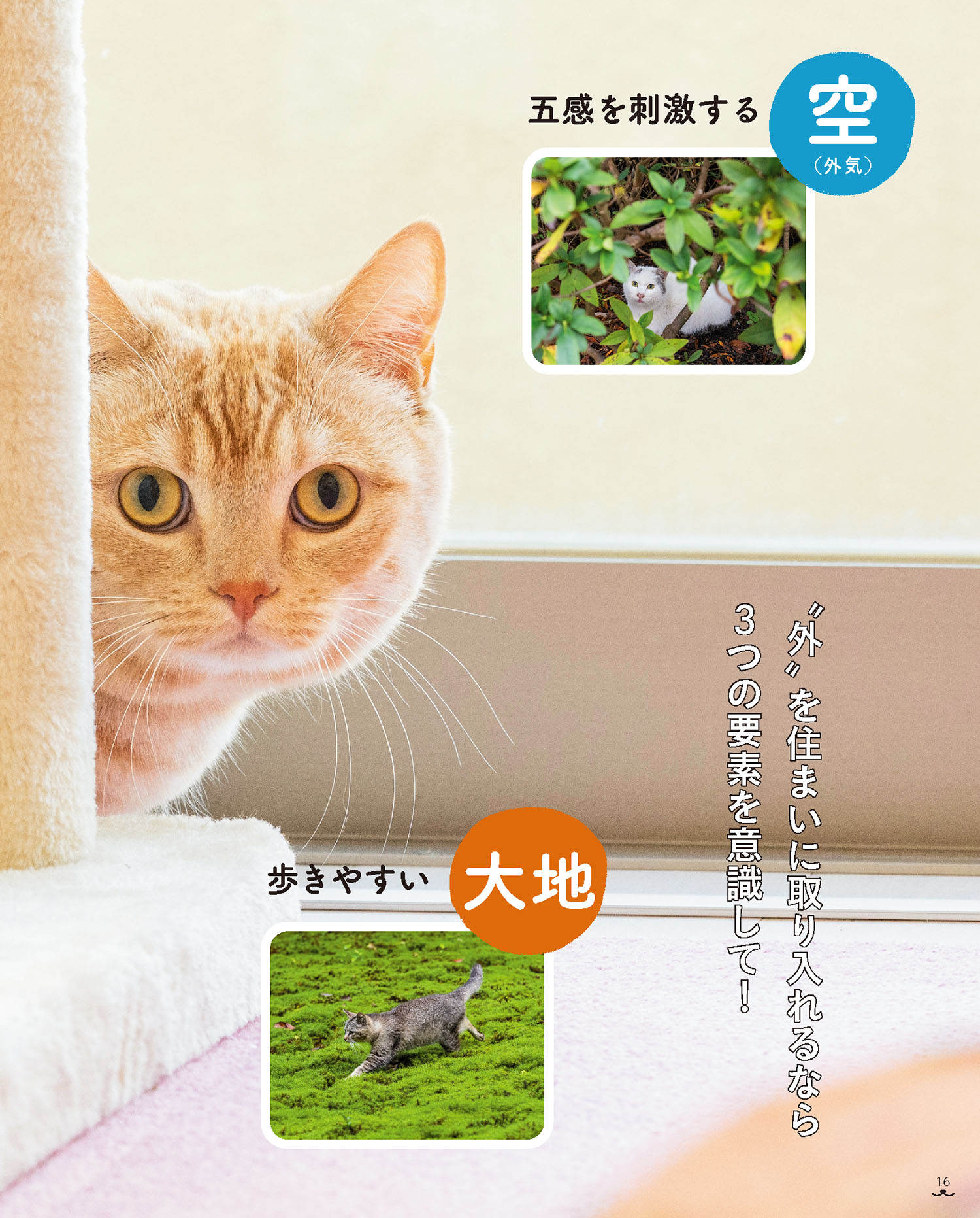 ねこのきもち最新号を試し読み！