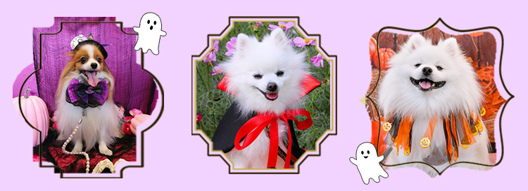 フォトコンテストギャラリー