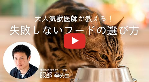 ねこのきもち最新ランキング】おすすめキャットフードの評価・評判の真実