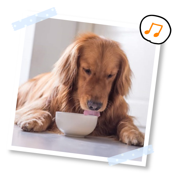 ランキングでわかる おすすめドッグフードの評価 評判の真実 獣医師監修