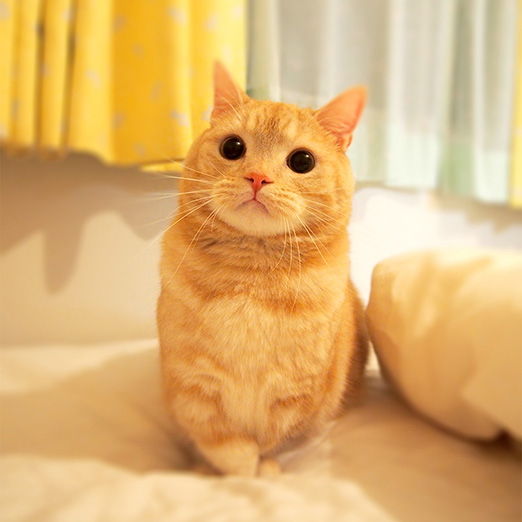 ぷーちゃんのマニアックな魅力を大公開！「にゃんにゃんにゃん2月22日 猫の日特別連載」