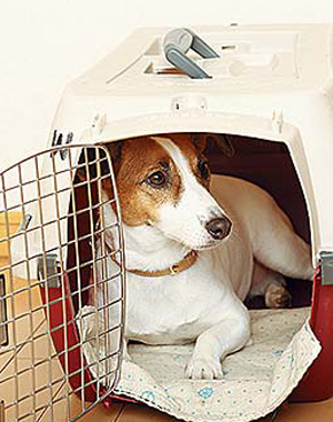 愛犬のための防災vol.1「避難を知る」 | 犬のこと猫のこと | いぬのき 