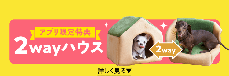 犬のしつけ 飼い方 育て方 犬のしつけなら いぬのきもち いぬのきもちweb ねこのきもちweb