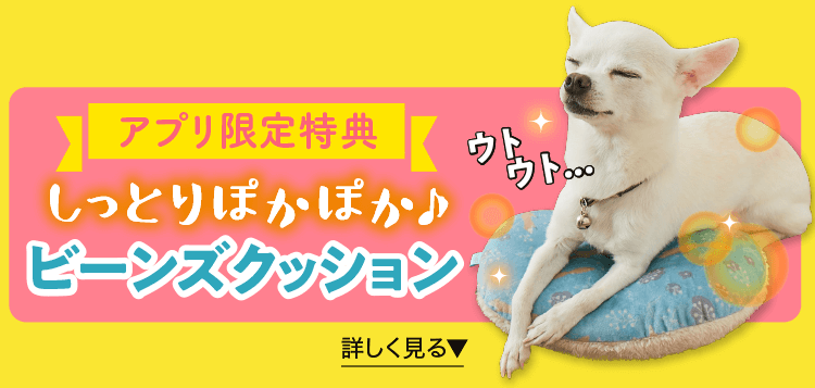 犬のしつけ 飼い方 育て方 犬のしつけなら いぬのきもち いぬのきもちweb ねこのきもちweb