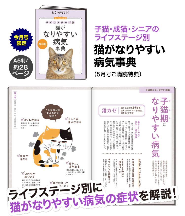 子猫・成猫・シニアのライフステージ別 ≪猫がなりやすい容器事典≫