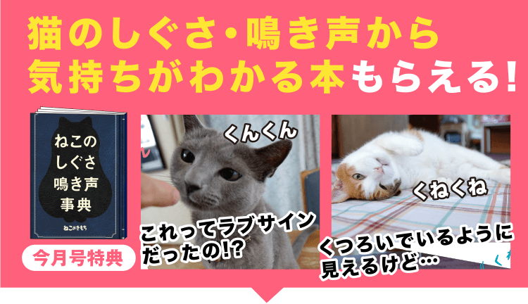 猫のしぐさから気持ちがわかる本もらえる！