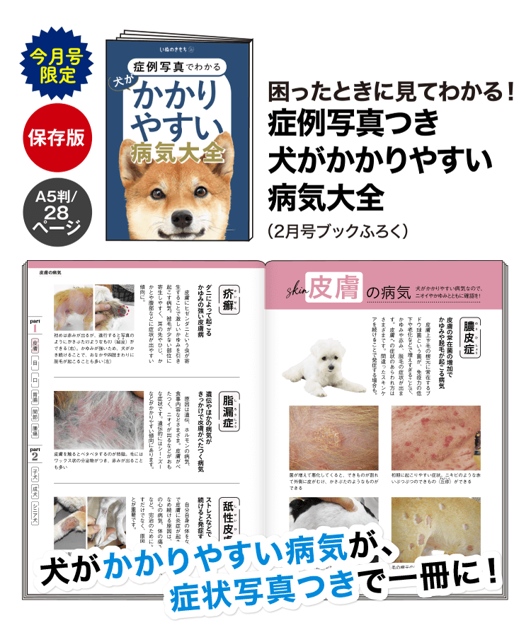 困ったときに見てわかる！症例写真つき犬がかかりやすい病気大全