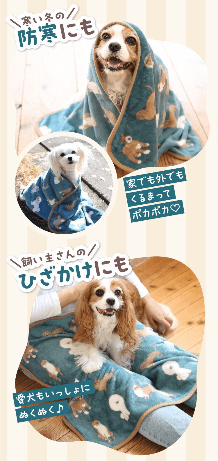 特典・ふろくのご紹介| 愛犬の健康・育て方がわかる雑誌「いぬのきもち