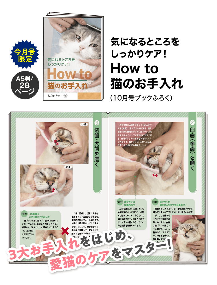 気になるところをしっかりケア！How to猫のお手入れ