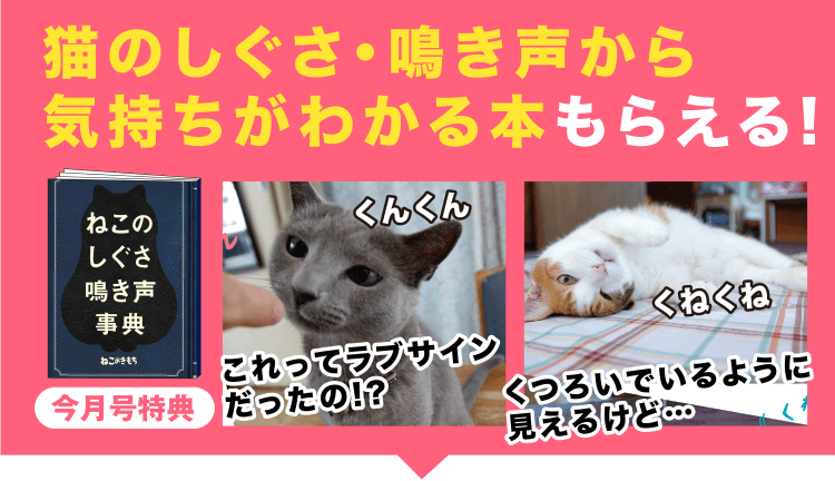 猫のしぐさから気持ちがわかる本もらえる!