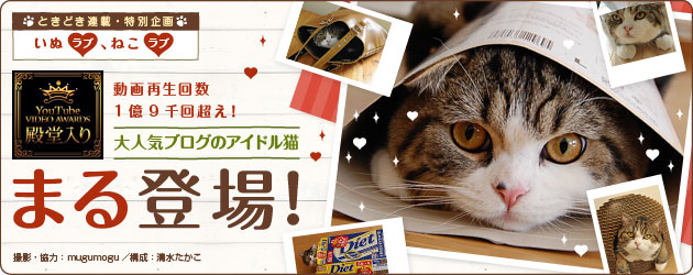 いぬラブ、ねこラブ 大人気ブログのアイドル猫まる登場！