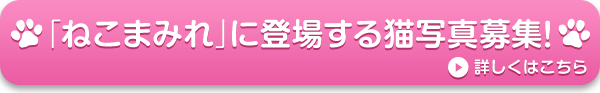 「ねこまみれ」に登場する猫写真募集！　詳しくはこちら