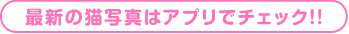 最新の猫写真はアプリでチェック！！