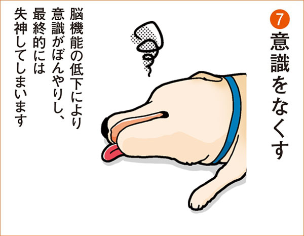 犬が熱中症になったときに見せる症状（７）