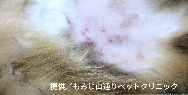 ノミ感染を起こした猫の皮膚の様子（提供／もみじ山通りペットクリニック）