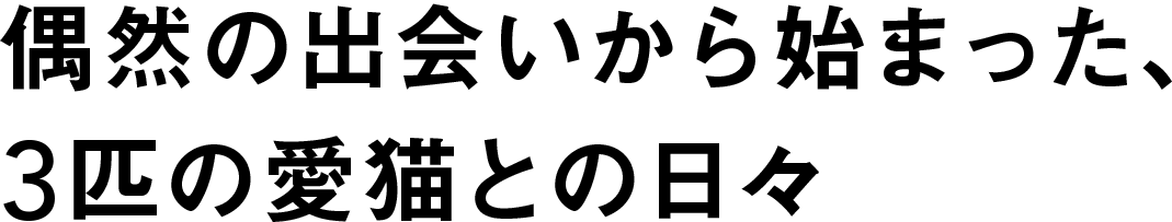 偶然の出会いから始まった、3匹の愛猫との日々