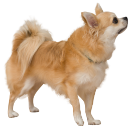 どうしてサイエンス・ダイエットを与えているの？