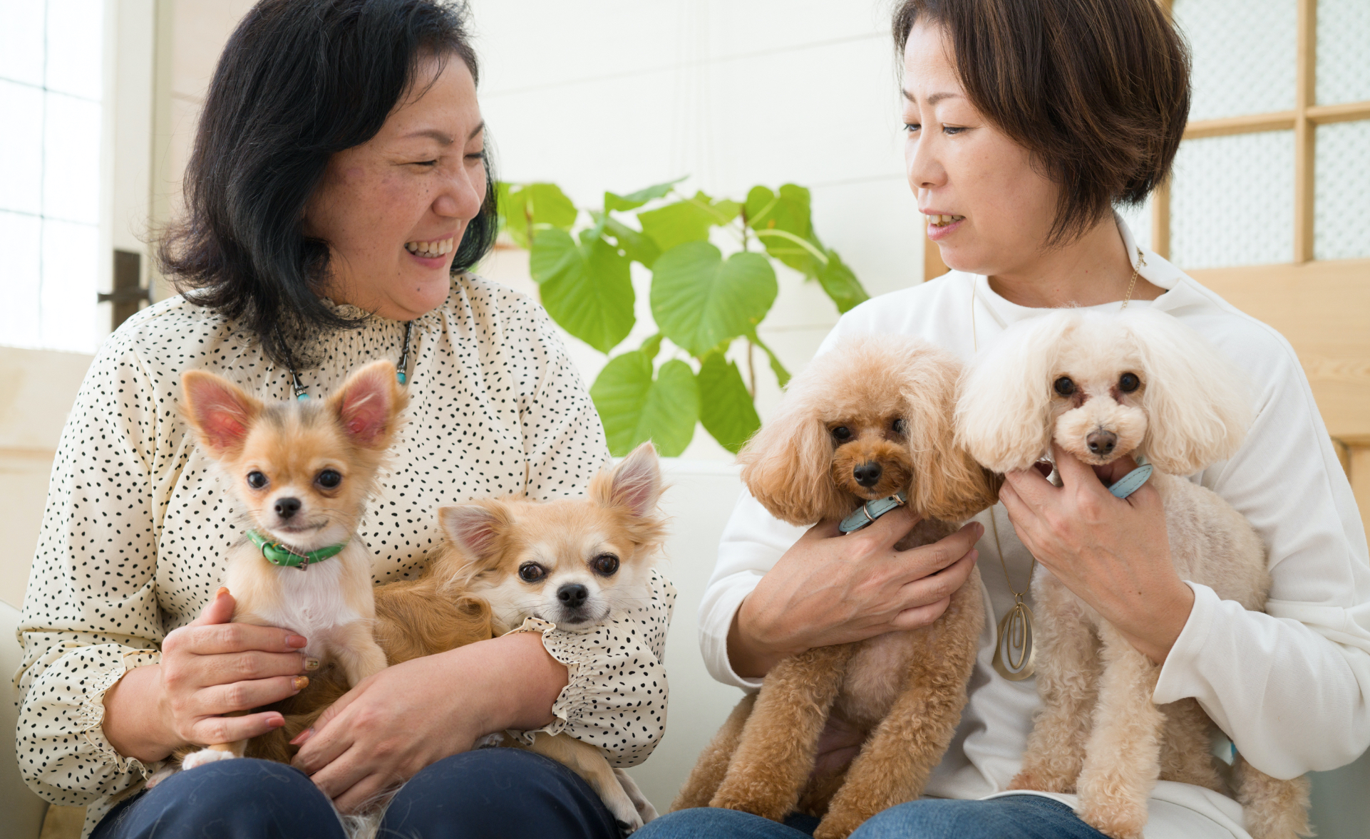 小型犬に必要な栄養を効率的に与えられるから