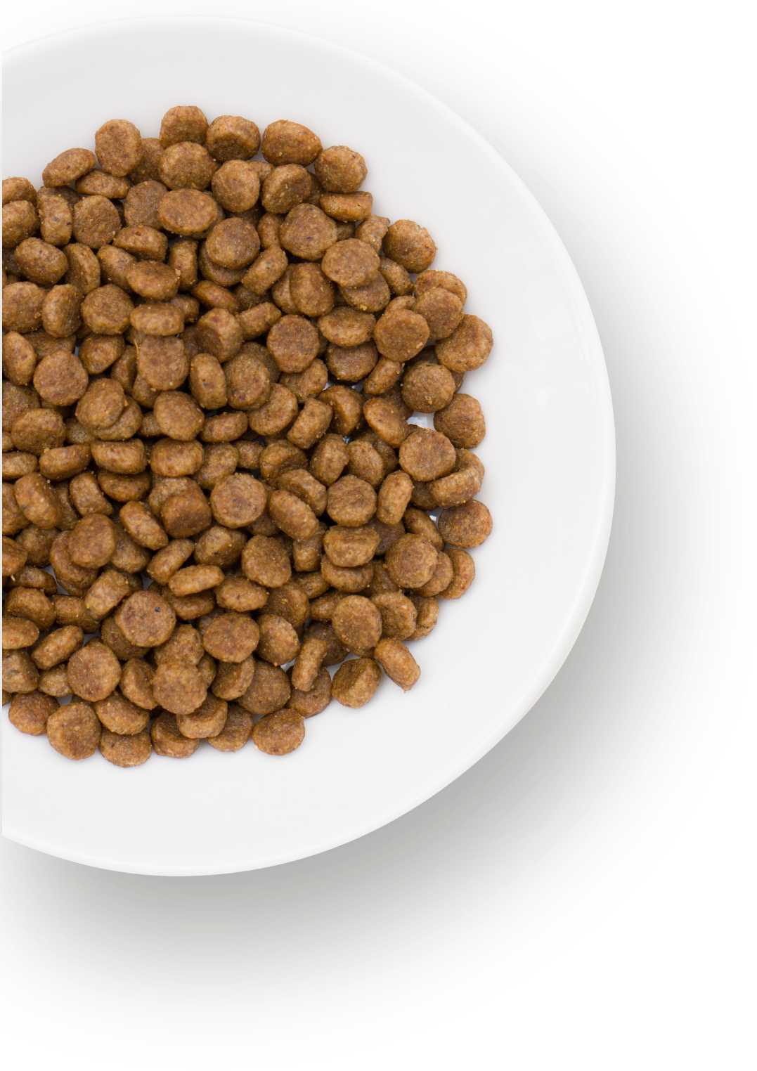 ココとモカも気に入りそう！