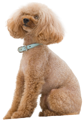 うちは3歳と8歳なんだけど合うフードはあるかな？