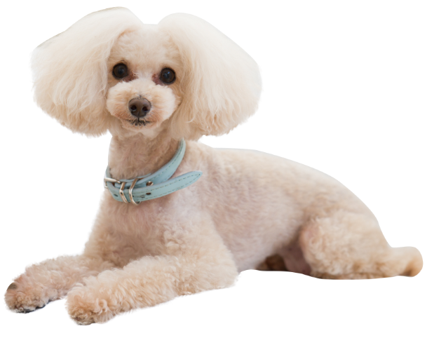 垰野さんがサイエンス・ダイエットを選ぶ理由♡