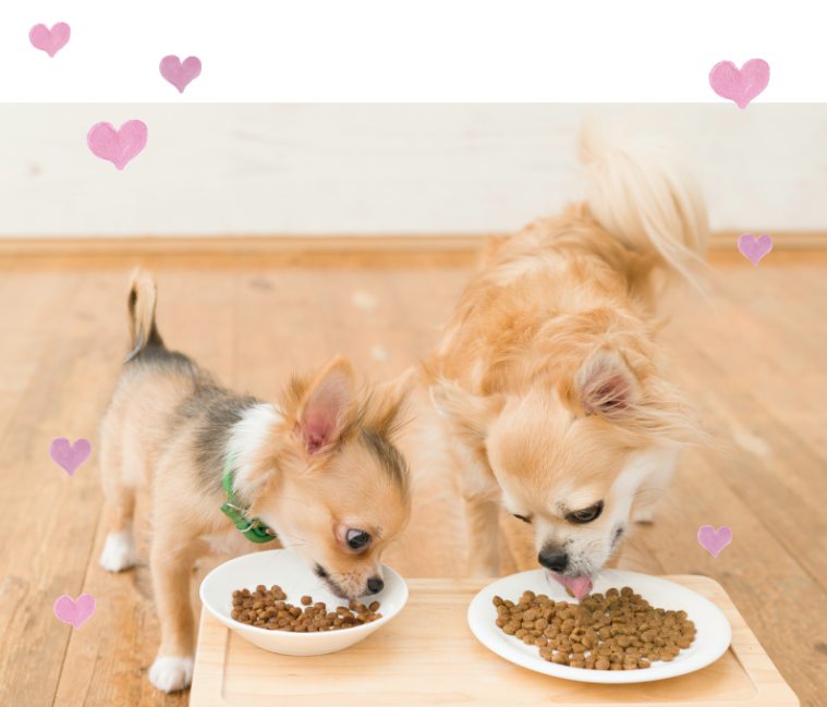 うちのコたちも好き嫌いがあるけど、これは大好物みたい♪