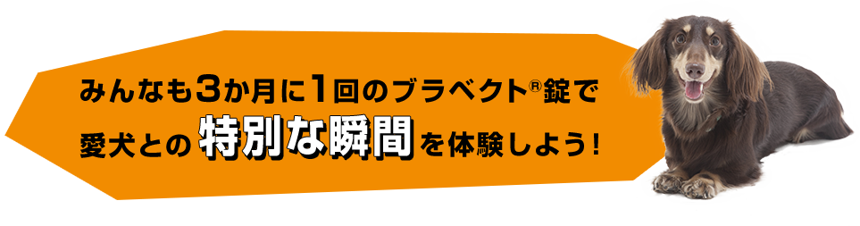 みんなも3か月に1回のブラベクト&reg;錠で愛犬との特別な瞬間を体験しよう！