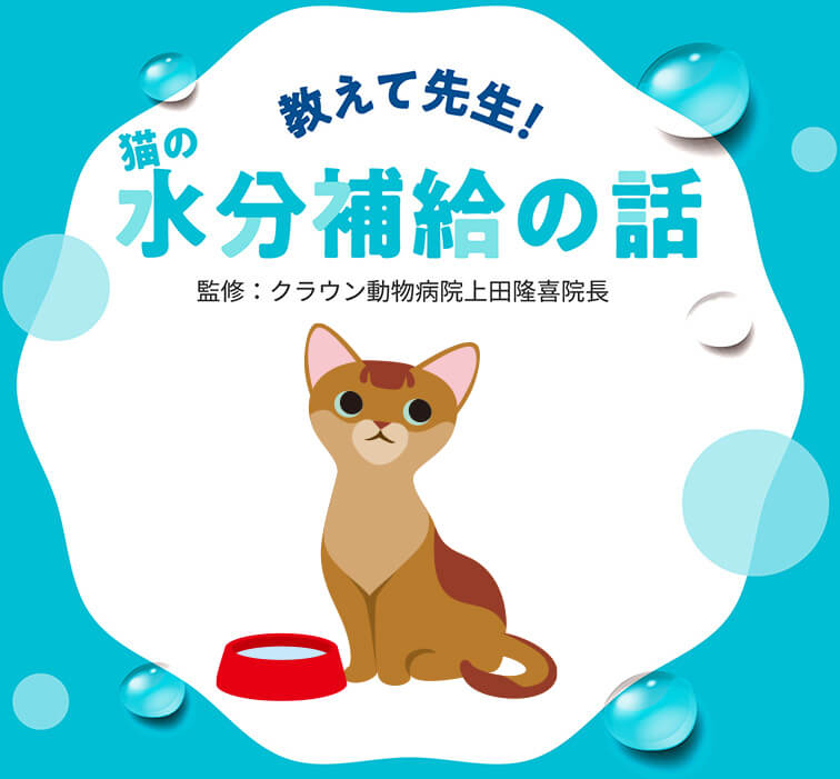 教えて先生 猫の水分補給の話