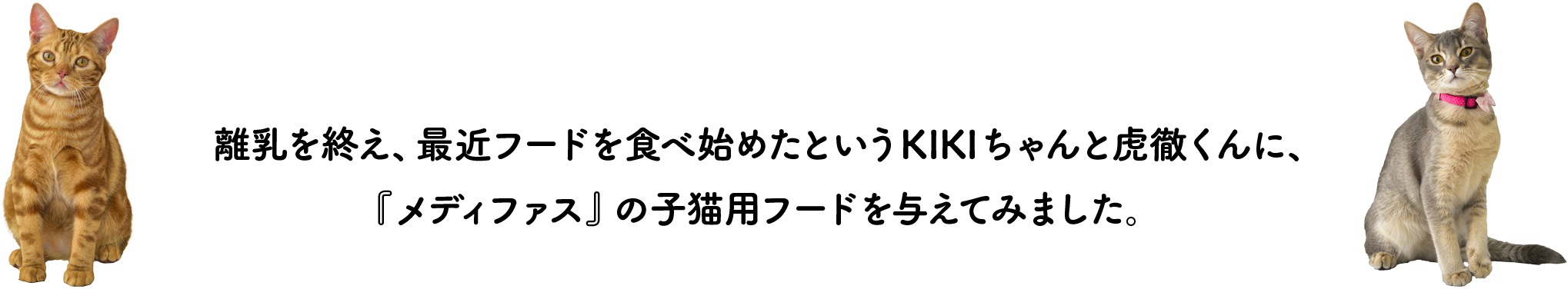 離乳を終え、最近フードを食べ始めたというKIKIちゃんと虎徹くんに、『メディファス』の子猫用フードを与えてみました。