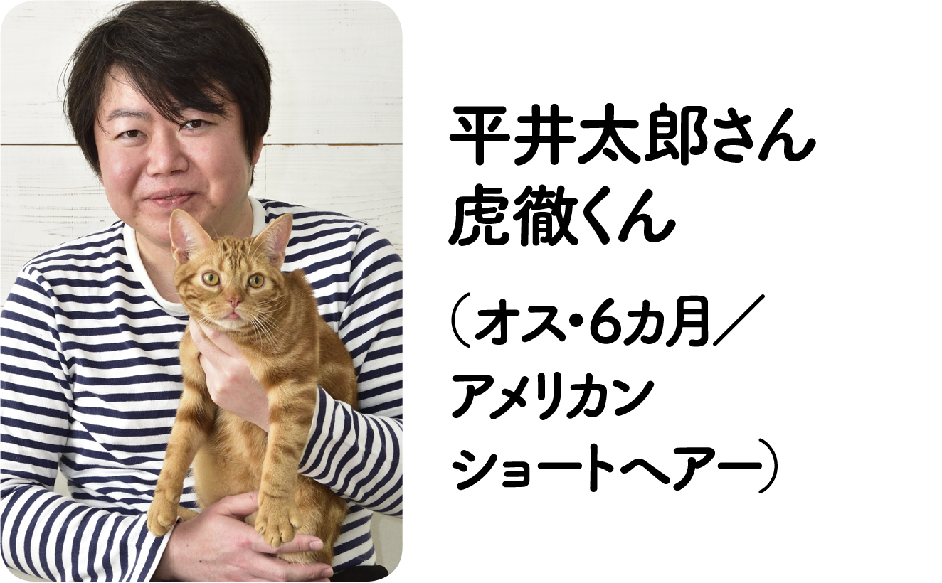 知っておきたい！ 子猫のフードの 選び方・与え方  いぬのきもちweb 