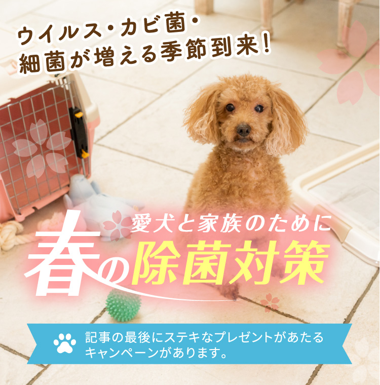 愛犬と家族のために春の除菌対策！| いぬのきもち | いぬのきもちweb